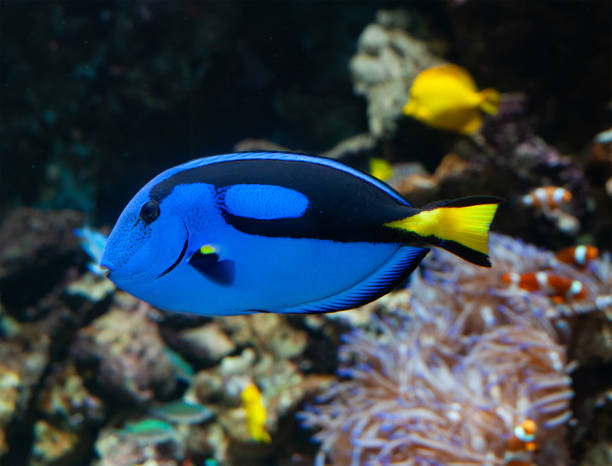 istock Paracanthurus hepatus or Palette Surgeonfish 1079198270