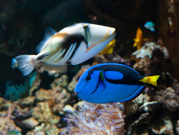 istock Paracanthurus hepatus or Palette Surgeonfish 1079198344