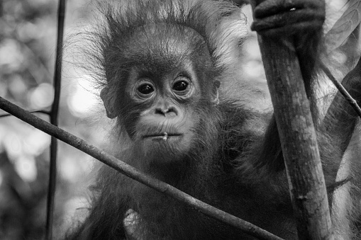 A baby orangutan looks into the camera lens. Photographed in Borneo.