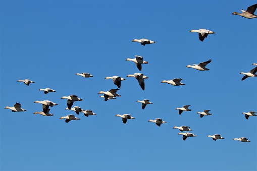 Snow Goose (Chen caerulescens) in flight