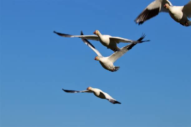 istock Four Snow Geese(Chen caerulescens)  in Flight, Canada 1079202352