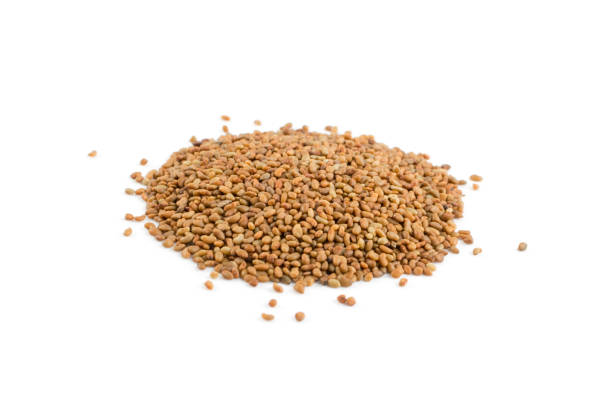 istock Alfalfa Seeds, Medicago or Lucerne Isolated on White Background 1079206870