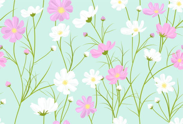 ilustrações de stock, clip art, desenhos animados e ícones de vector seamless floral pattern with cosmos flowers - cosmos flower cut flowers daisy family blue