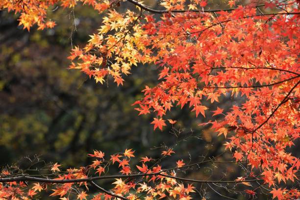 istock Autumn leaf season in Japan 1079230940