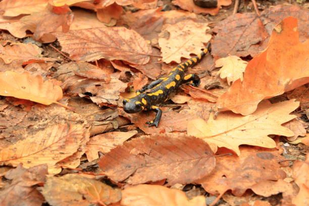 a black yellow spotted Europaean fire salamander, Salamandra
