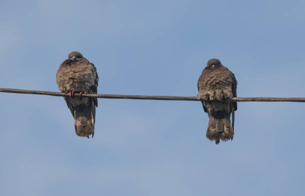 istock pigeons are sitting on the wire 1079237322