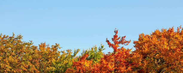 cor vibrante deixa na copa, azul claro céu de outono (espaço para texto) acima. largura do banner / cair fundo. - autumn sky blue treetop - fotografias e filmes do acervo