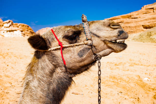 Inner Mongolia, Asia, Independent Mongolia, Camel, Camel Colored