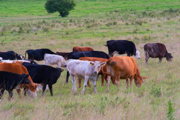 istock Herd of cows on a autumn pasture 1079239168