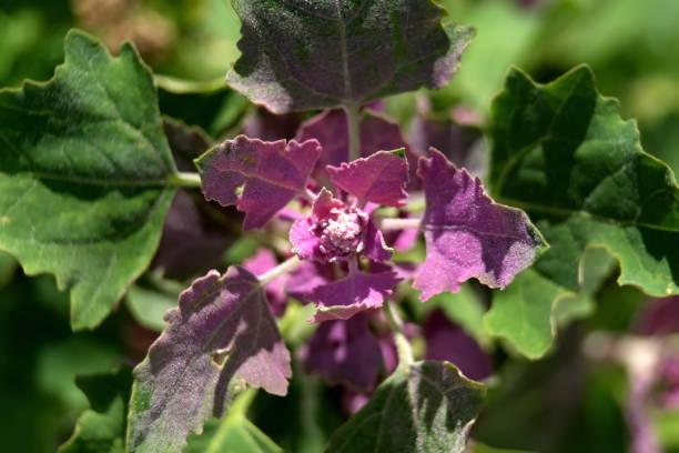 istock Purple leaves 1079242260
