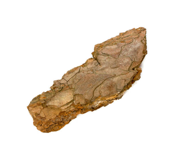 istock Tree Bark or Garden Mulch Isolated on White Background 1079247064