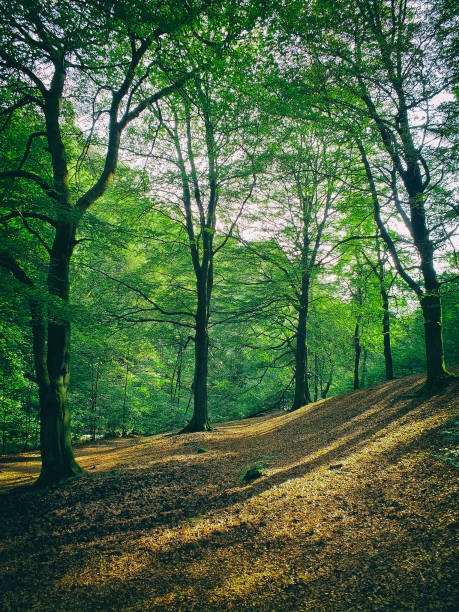 istock forest clearing in sloping hilly woodland with summer beech trees and dappled sunlight 1079248352