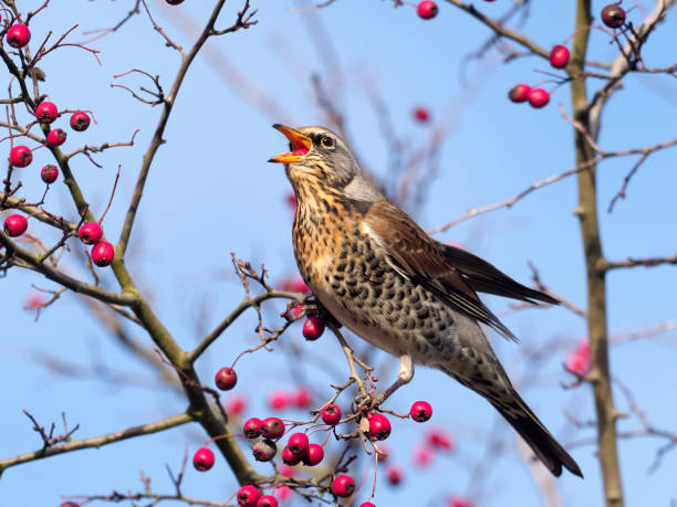istock Fieldfare, Turdus pilaris 1079248632