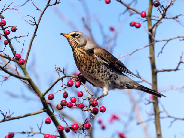 Fieldfare, Turdus pilaris