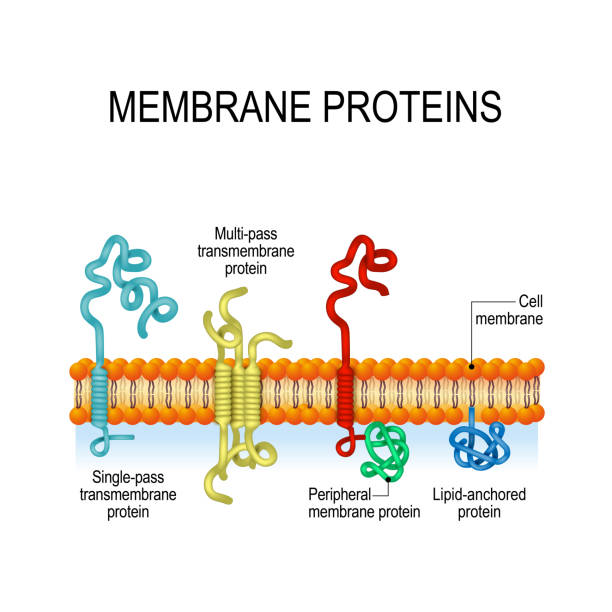 Membrane proteins Membrane proteins. integral, and Peripheral membrane proteins, Single-pass, and Multi-pass transmembrane α-helix, Lipid-anchored protein. Vector illustration for biological, science and educational use integral stock illustrations