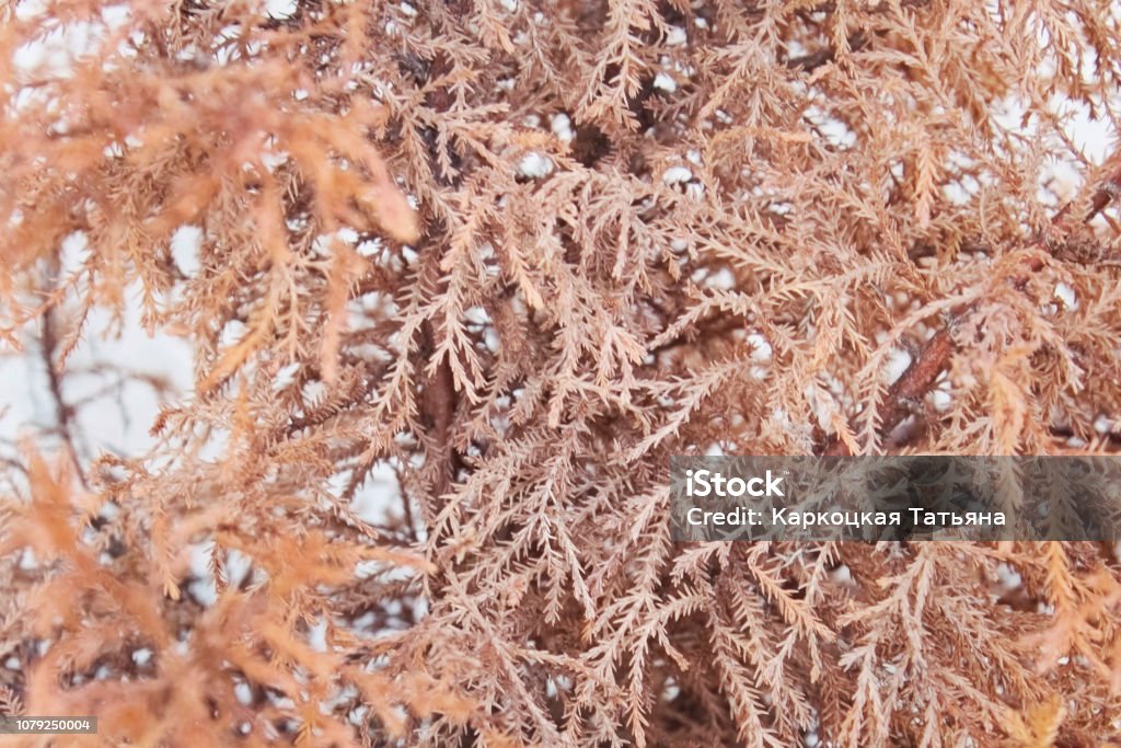 Dry coniferous bush texture of the nature Dry coniferous orange bush texture of the nature background Autumn Stock Photo