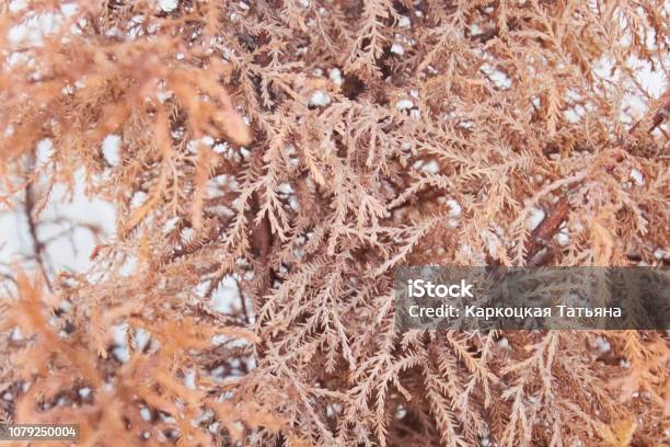 Dry Coniferous Bush Texture Of The Nature Stock Photo - Download Image Now - Autumn, Backgrounds, Beauty In Nature