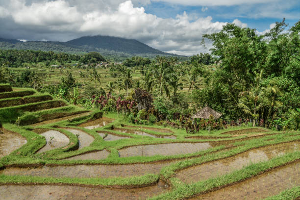 istock Green rice fields on Bali island 1079250354