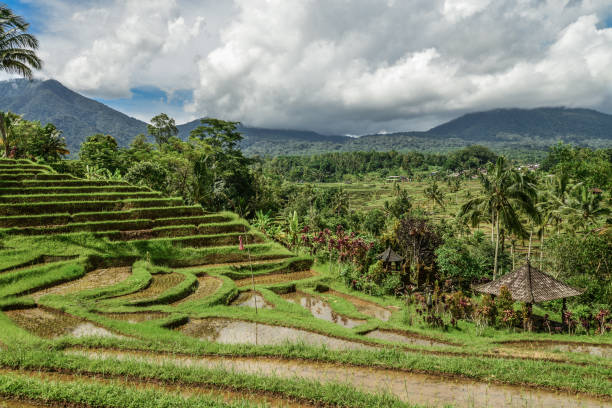 istock Green rice fields on Bali island 1079250418