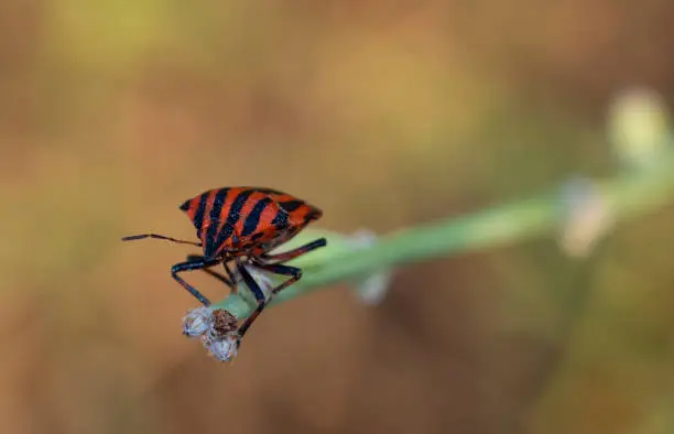 Red striped bug resting on the end of a branch with the background out of focus.