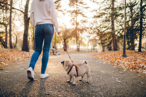 istock Woman walking pug in a park 1079258224