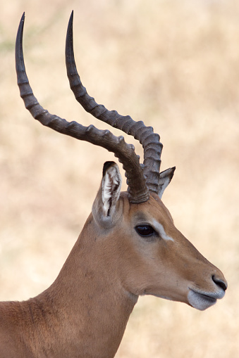 An Impala in Profile on the plains of Africa