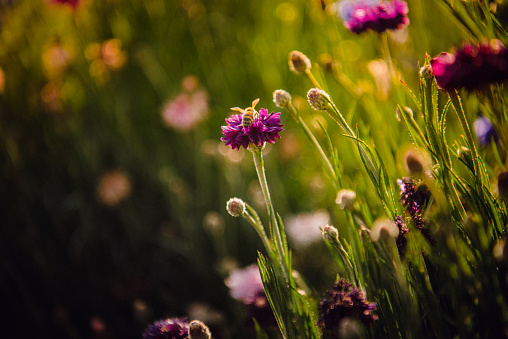 A honey bee lands on a flower in a garden in Dali, China, late on a Summer afternoon.