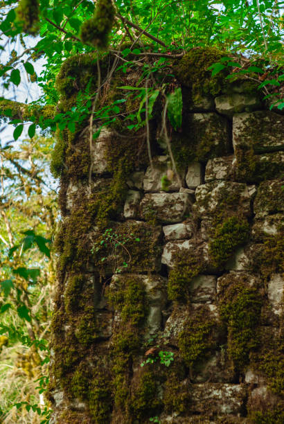 istock background - ancient ruins in the jungle 1079261544