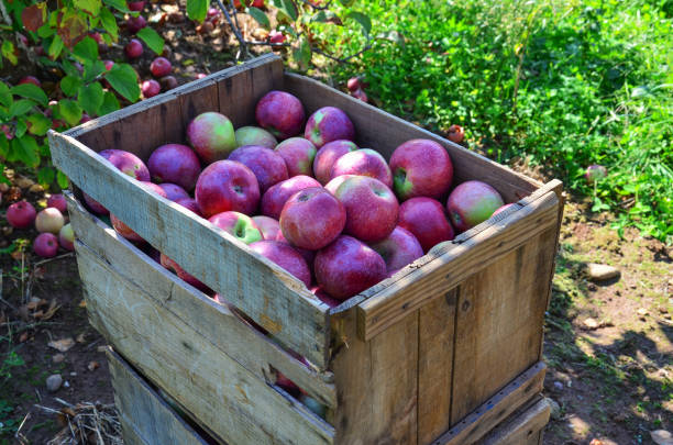 istock Box of apples 2 at farm 1079263764