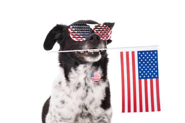 istock Portrait Of A Dog 1079267966