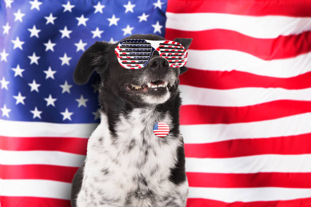 istock Portrait Of A Dog 1079267996