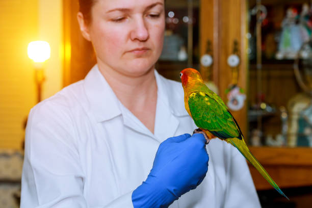 istock Cute girl at veterinarian with her parrot 1079269072