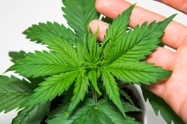 istock Beautiful background. Marijuana leaves. Close up. Cannabis on a white background isolate. Vegetation period. Cannabis Plant Growing. Indoor cultivation. 1079273238