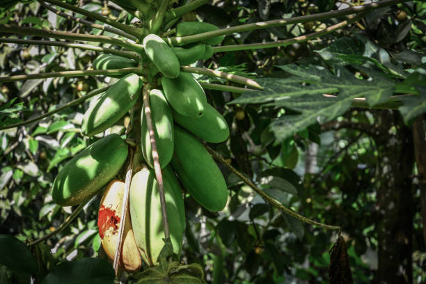 istock Organic green papaya 1079282826