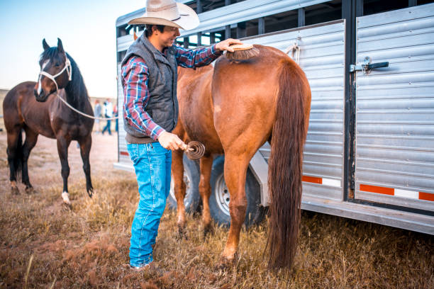 caubói enfeitando seu cavalo antes de pedalar - halter horse animal adult - fotografias e filmes do acervo