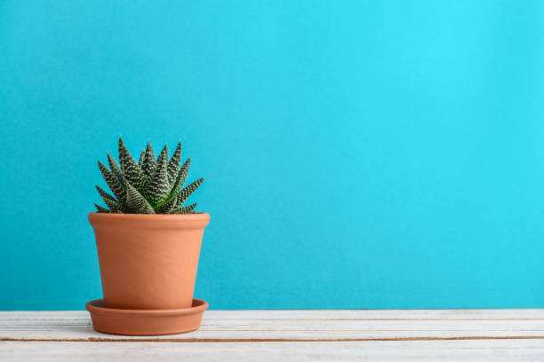 istock Cactus plant in flower pot. 1079302788