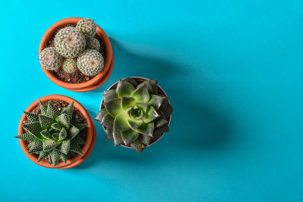 Collection of various cactus and succulent plants
