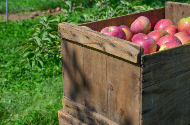Box of apples 3 at farm