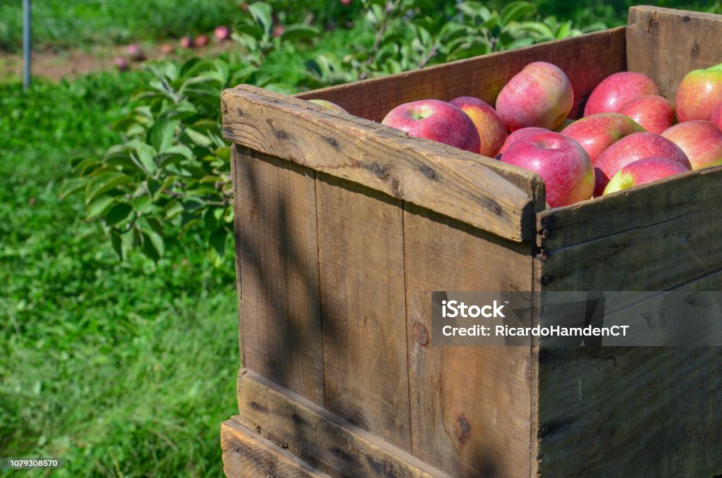 Box of apples 3 at farm Box of apples  at farm in CT Connecticut Stock Photo