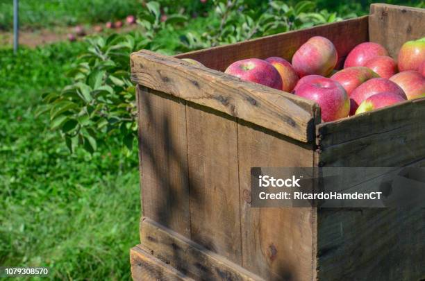 Box Of Apples 3 At Farm Stock Photo - Download Image Now - Connecticut, Apple - Fruit, Box - Container
