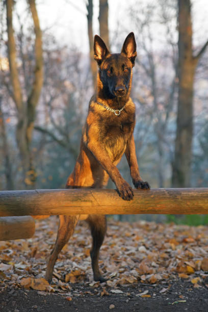 Young Belgian Shepherd dog Malinois posing outdoors in autumn park standing on its back legs near a wooden fence in sunrise light