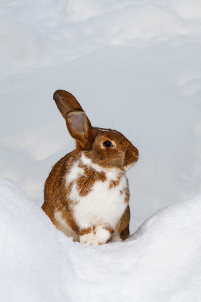 istock White-brown hare sitting on the snow in the nature 1079323012