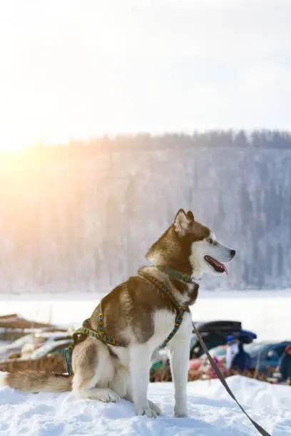 Siberian Husky dog black and white colour in winter sitting in the snow
