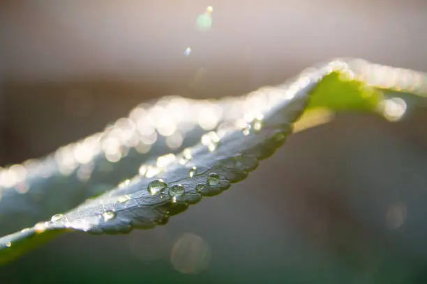 water drops on green leaf. dew glitters on the sun on the grass