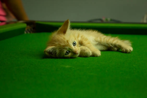 istock Persian kittens Brown That is cute. 1079327408