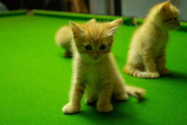 istock Persian kittens Brown That is cute. 1079327450