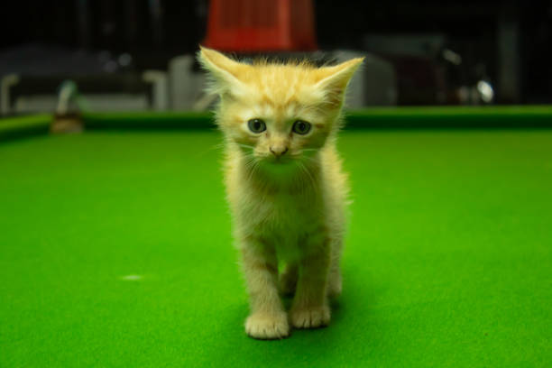 istock Persian kittens Brown That is cute. 1079328532