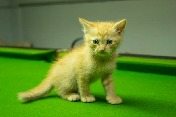 istock Persian kittens Brown That is cute. 1079328556
