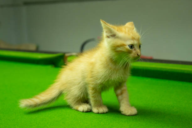 istock Persian kittens Brown That is cute. 1079328562