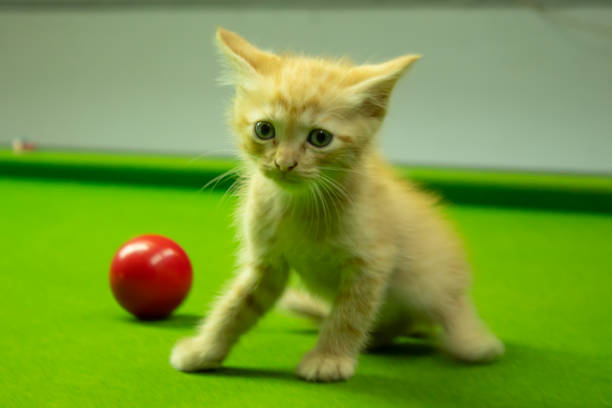 istock Persian kittens Brown That is cute. 1079328576